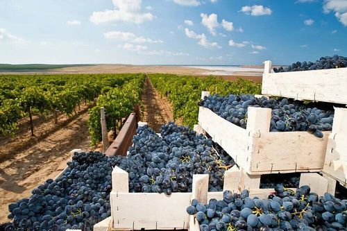 Вина Крыма и Новороссийска лидируют в рейтинге органического виноделия Роскачества