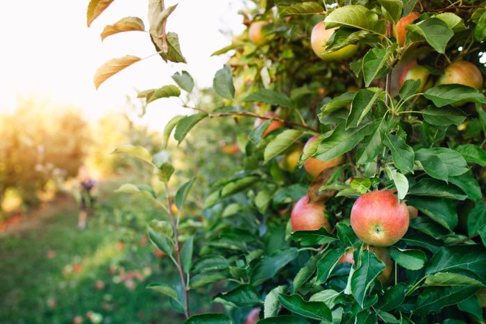 Яблони и холодильники: как на Северном Кавказе инвестируют в садоводство