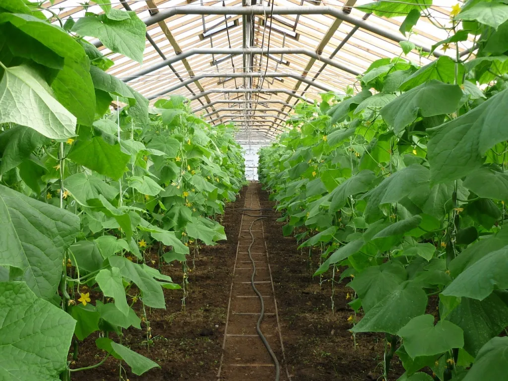 «Агрокомбинат Сунжа» в Ингушетии займет под высокотехнологичные теплицы более 22 га
