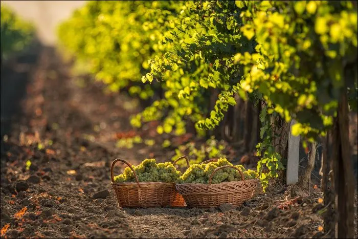 Виноделы Юга: Нужно уменьшать импорт вина, иначе нам грозит банкротство