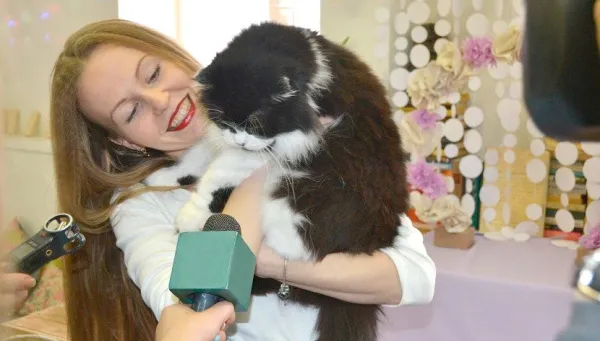 Кототерапия как бизнес-проект