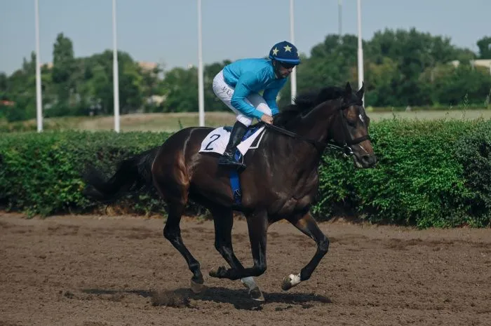 Прокуратура нашла нарушения в отказе признать ростовский ипподром ОКН