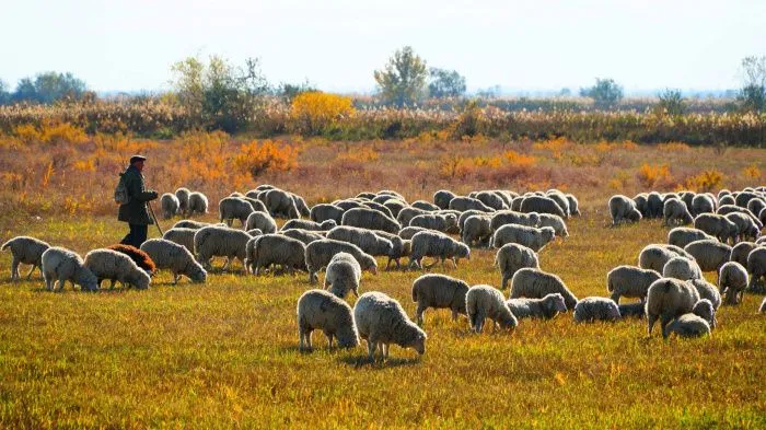 Шерсть горит, баранина улетает: как юг России удерживает 70% овец страны