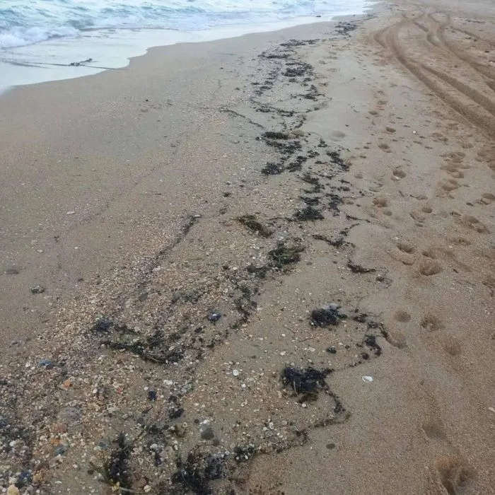 В Анапе обнаружили выбросы мазута на трех участках берега