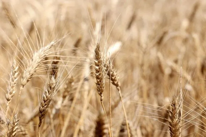 Средние цены на зерно на Юге за год выросли на 23%