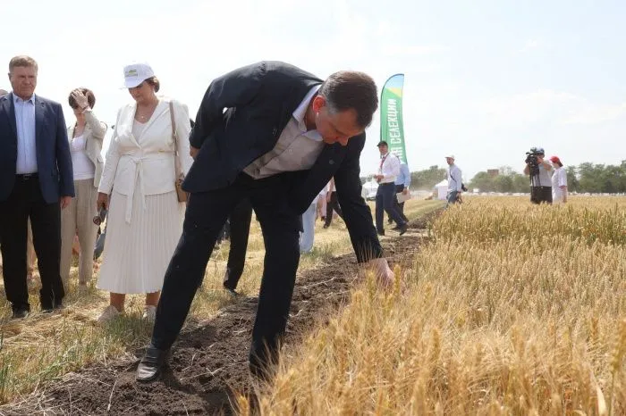 Урожай пшеницы 2025 на Юге: в погодной лотерее выиграл Ставропольский край