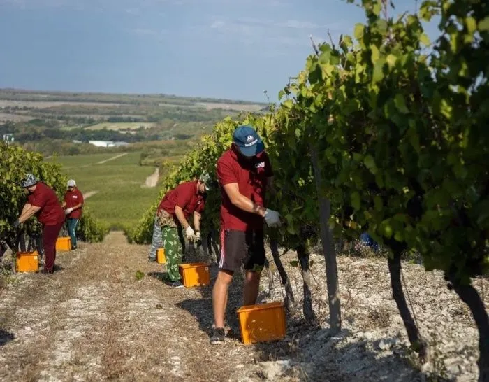 Органическое виноделие в России получило стандарт: что о нем думают виноделы