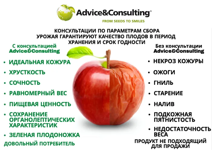 AdviceConsulting запустили консультации по уходу за фруктовым садом до и после сбора урожая
