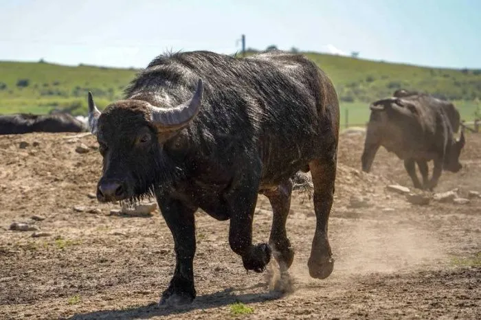 Губернатор Ставрополья заявил о росте интереса к сельскому отдыху в регионе