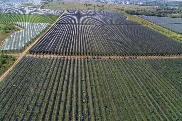 К 2030 году в Карачаево-Черкессии планируют вдвое увеличить площадь интенсивных садов