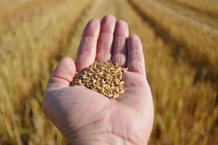 Урожай зерновых на Ставрополье в 4 раза превысил внутренние потребности региона