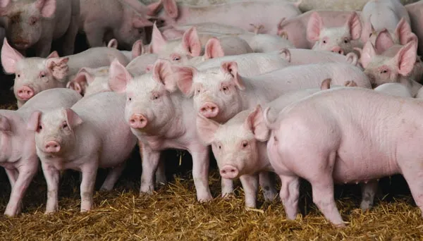 «Краснодонское»: гегемон волгоградского мяса