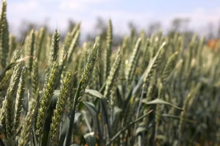 Аграрии Ростовской области получили 222 млн страховых выплат из-за заморозков