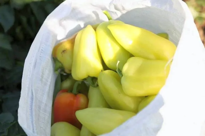В Астраханской области в 2025 году ожидают рекордный урожай болгарских перцев и баклажанов