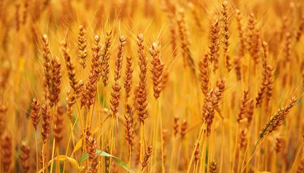 «Россельхозбанк» увеличил кредитный портфель Ростовской области до 70 млрд рублей