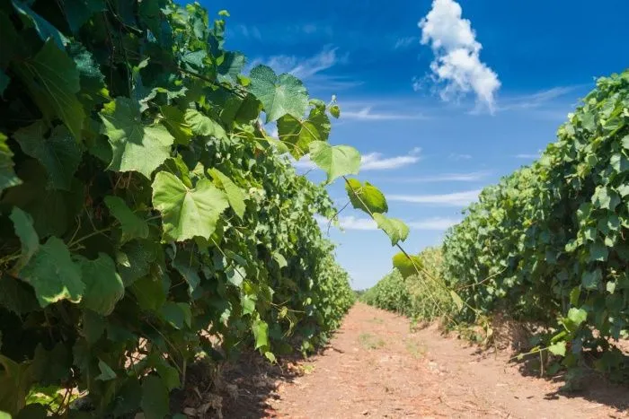 «Цимлянские вина» увеличили производство в первом полугодии почти на треть