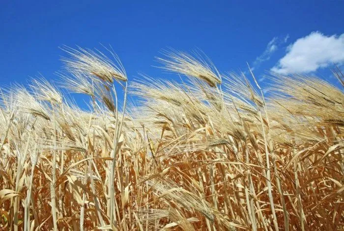 В Крыму расширили действие режима ЧС из-за засухи