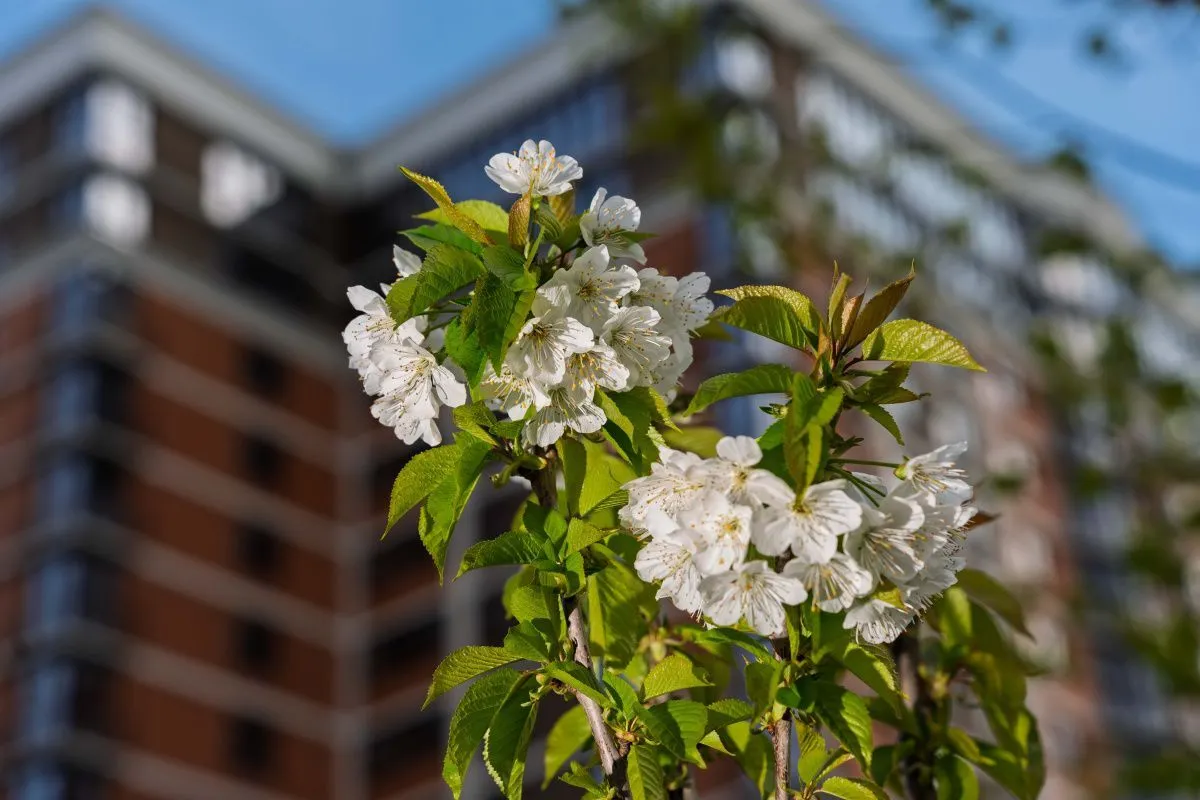 Фруктовая аллея в «Самолёте»: саженцы дали первый цвет