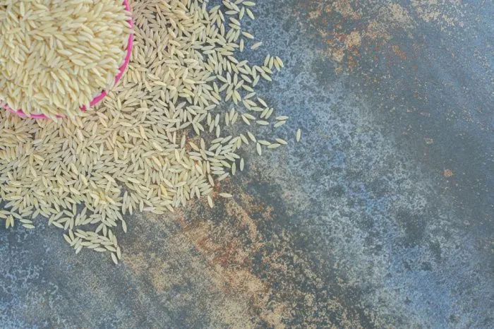 В Адыгее ожидается рекордный урожай риса