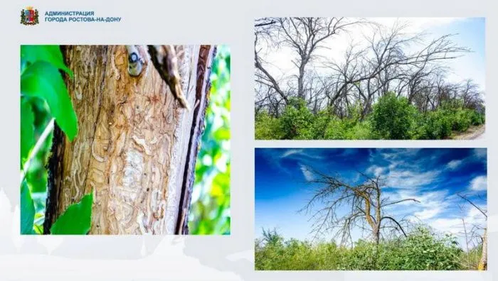 Карантинная зона по златке в Ростове превысила 877 га