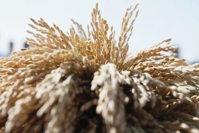 В восьми районах Краснодарского края ввели режим ЧС муниципального характера