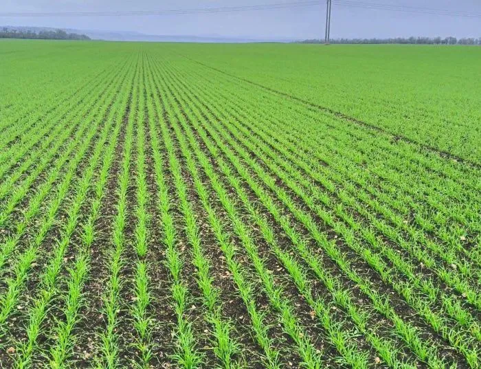 На агрострахование озимых культур в Ставропольском крае направили более 270 млн рублей