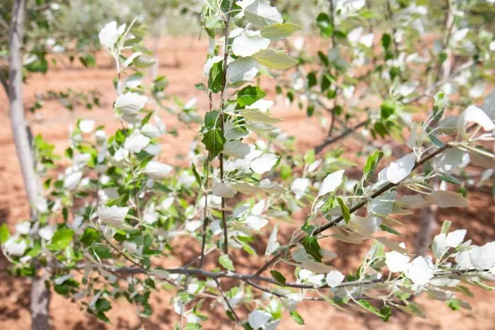 Волгоградское химпредприятие зарегистрировало проект по высадке защитных лесов в Реестре углеродных единиц РФ