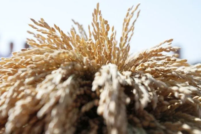 Краснодарский край за пять лет намерен увеличить объемы производства риса до 1,2 млн в год