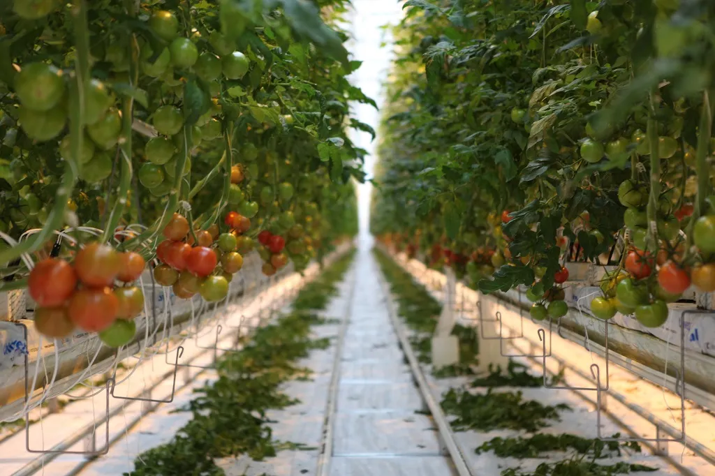 В Чеченской Республике состоялось торжественное открытие филиала ООО «Тепличный комплекс «ЮгАгроХолдинг»