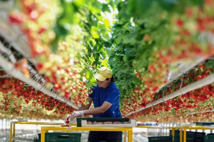 На Ставрополье появятся новые ягодные теплицы и фруктовые сады