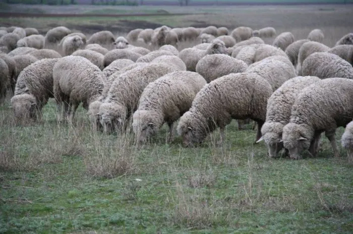 В Ставропольском крае направят 158 млн рублей на поддержку племенного животноводства