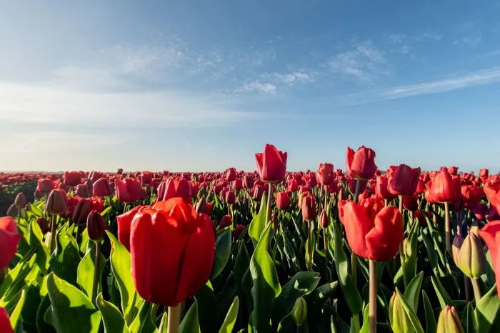 Кубань произвела 20% отечественного рынка срезанных цветов 