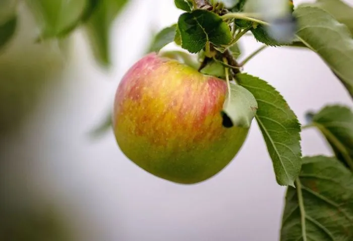 Урожай яблок на Северном Кавказе в 2025 году превысит 1 млн тонн