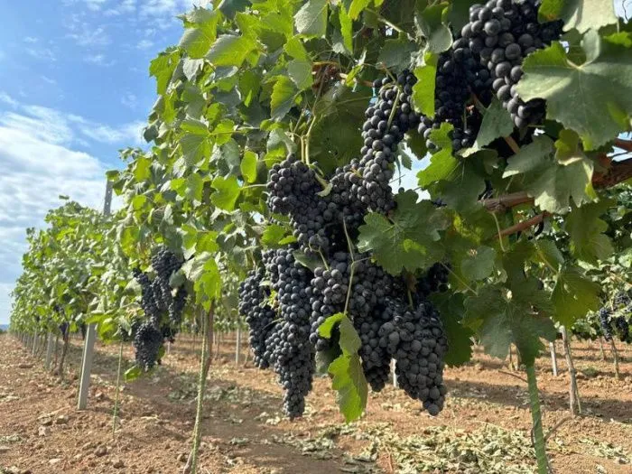 На Кубани разработают единую схему размещения туристических объектов на винодельнях региона