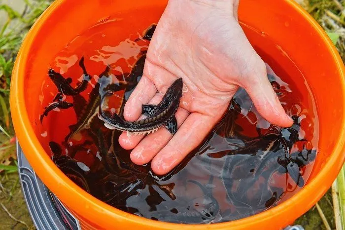 Осетр русский: восстановление экобаланса региона — зона социальной ответственности бизнеса