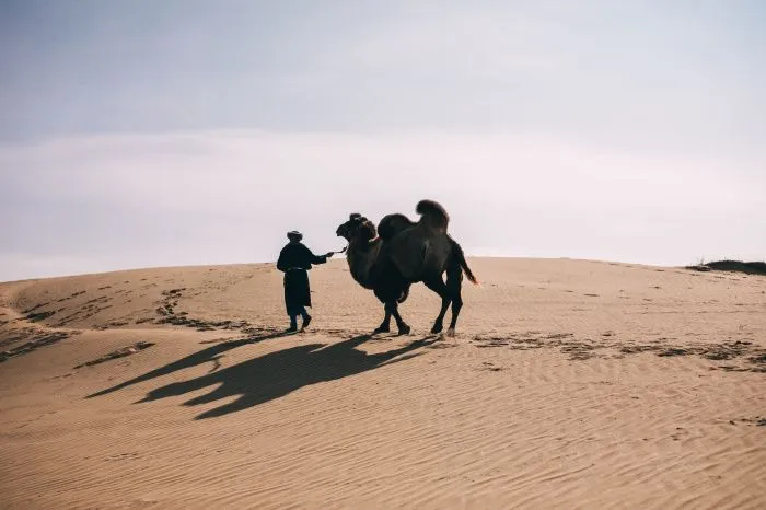 Пустыня наступает: что ученые Юга предлагают для восстановления иссушенных земель