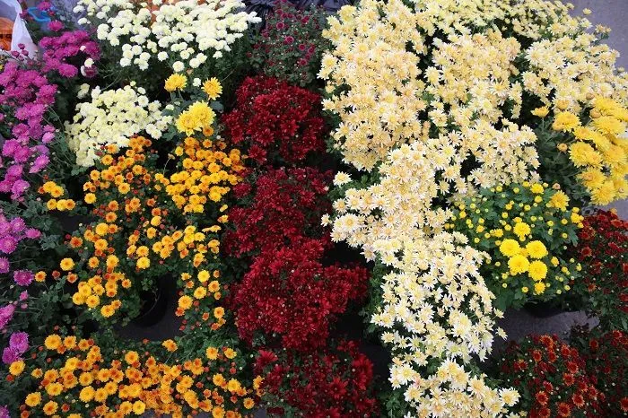 Выставки «Дачный сезон» и «Моя усадьба» - 2025 — долгожданное событие осени для всех любителей загородной жизни