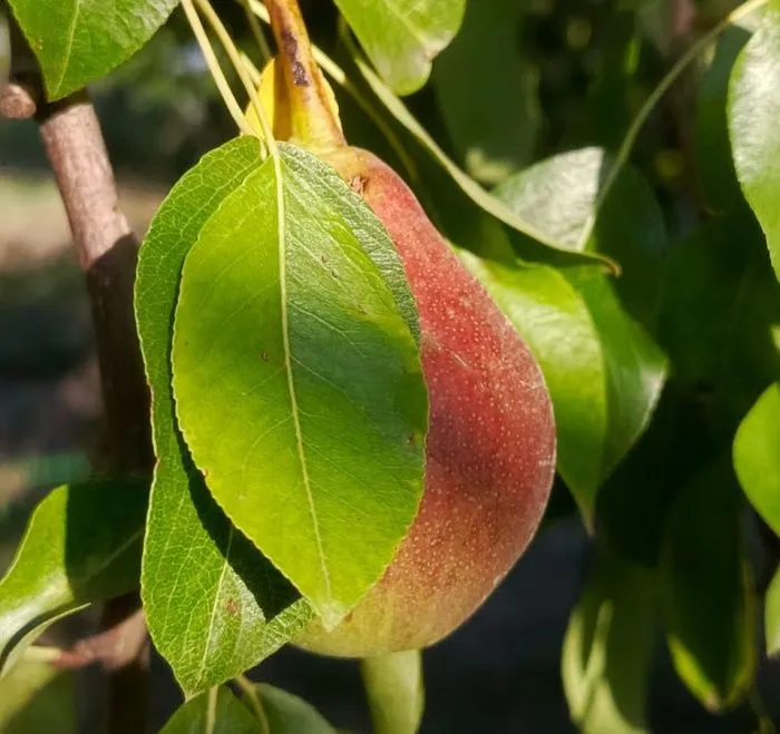 В 2025 году поддержка аграриев Юга России выросла почти в 3 раза