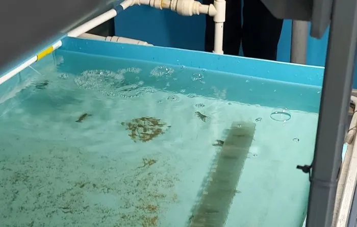 На Дону открылся комплекс по выращиванию креветок и раков