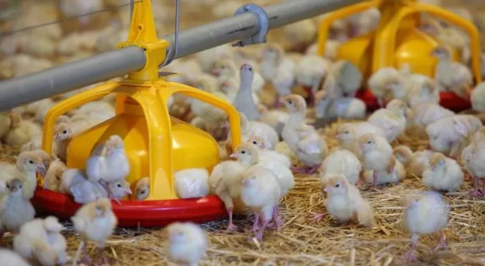 «Дамате» планирует запустить шестой блок выращивания индейки в Ростовской области