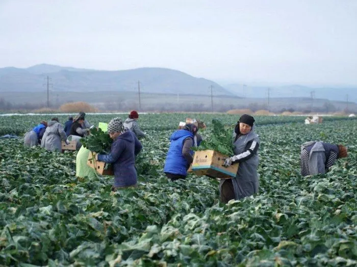 На поддержку АПК Дагестана в 2025 году направят рекордные 3,5 млрд рублей