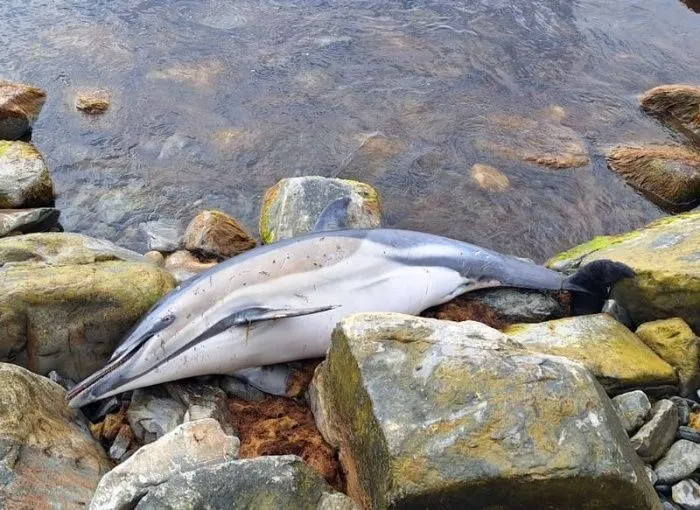 На базе центра реабилитации для черепах в Анапе откроют временный стационар для дельфинов