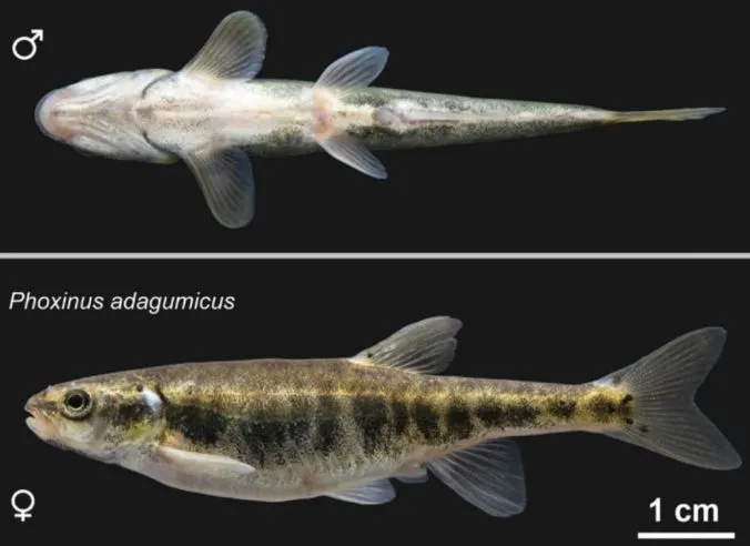 Обитающую только в Краснодарском крае редкую рыбу обнаружили в ручье возле Горячего Ключа