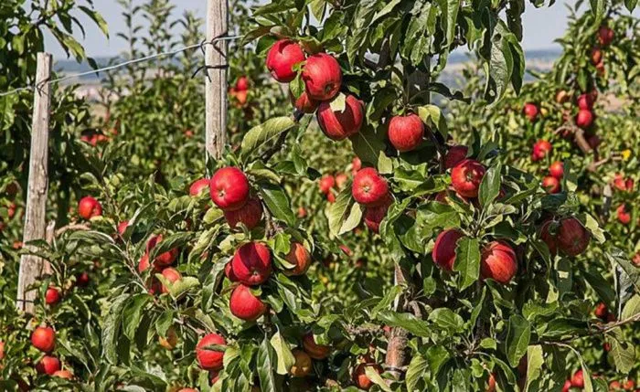 Садоводы Ставропольского края получили 360 млн рублей господдержки в 2025 году