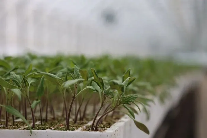 В Астраханской области появится томатный завод с умными теплицами