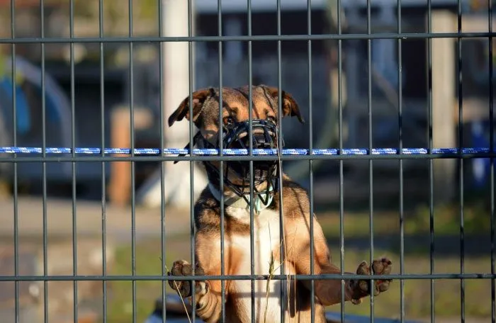 В Астрахани власти постановили начать массовый отлов и эвтаназию безнадзорных собак