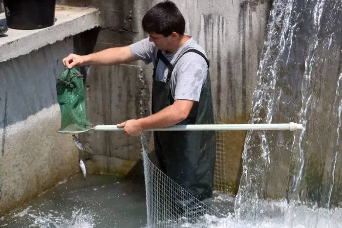 В Ингушетии завершается строительство первого модуля комплекса по выращиванию форели и семги