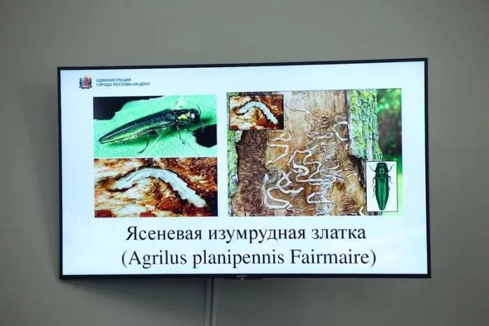 Глава Ростова рассказал о насекомом-вредителе, который угрожает донским ясеням