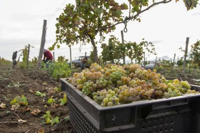 В создание новой винодельни на Ставрополье направили 2 млрд рублей