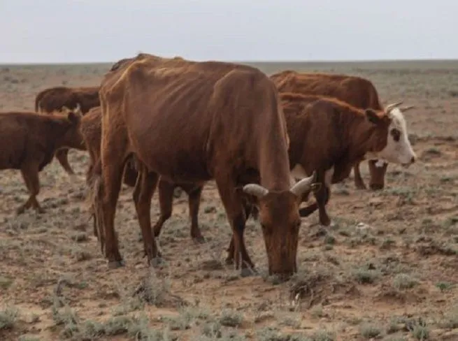 Волгоградский научный центр разрабатывает решение проблемы опустынивания в Дагестане